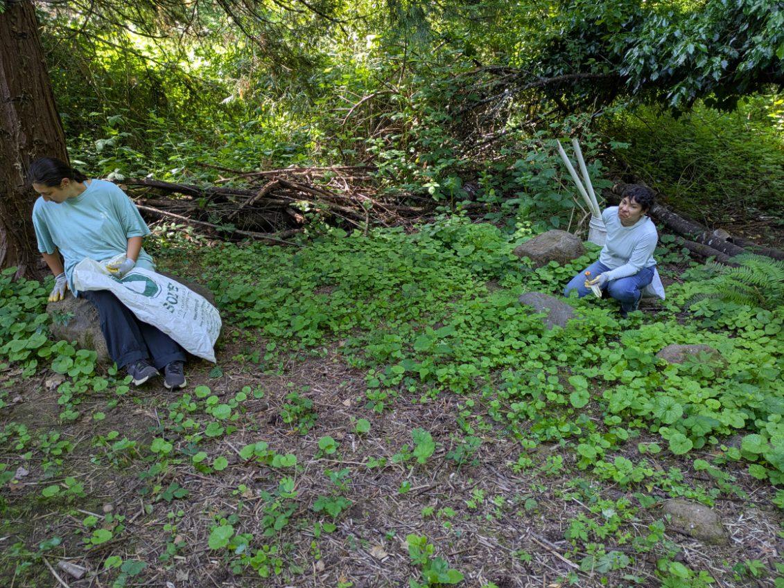 Two JCWC interns pulling garlic mustard.
