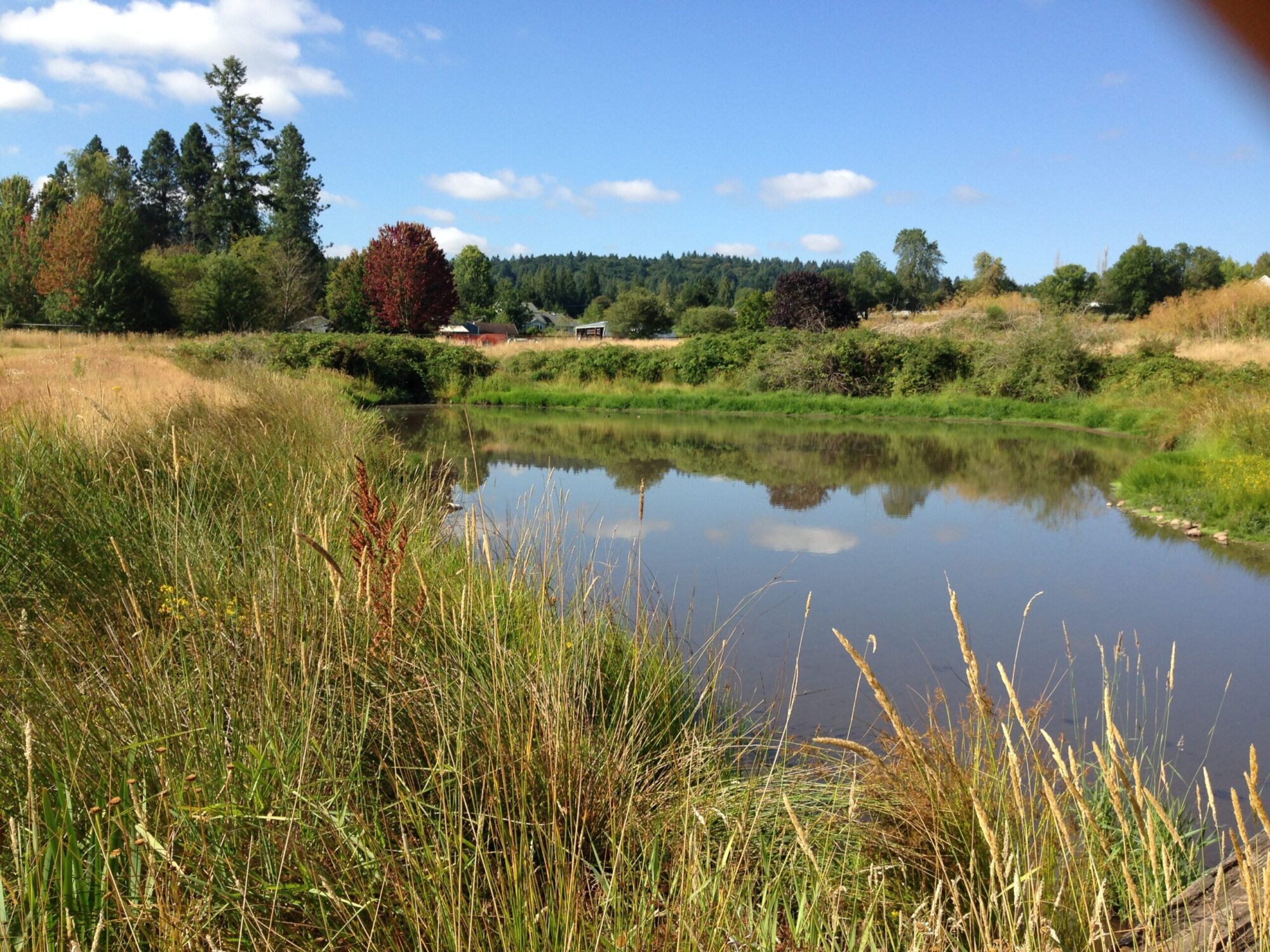 The impoundment in Mitchell Creek before the project.