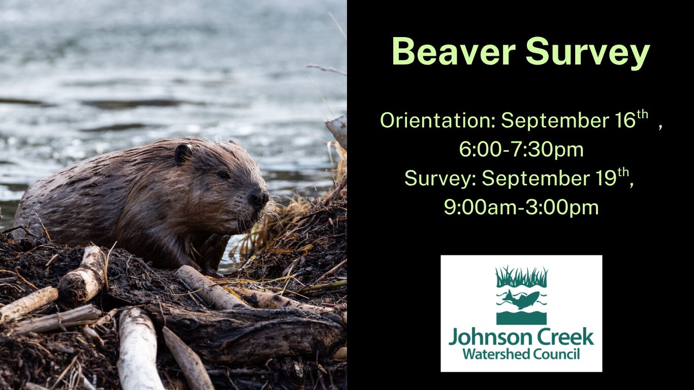 image of a beaver