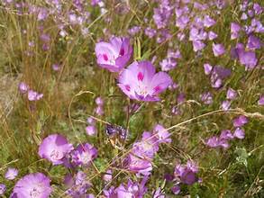 Farewell-to-spring blooming in a field.