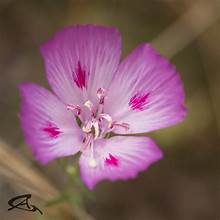 Close-up picture of a farewell-to-spring flower.