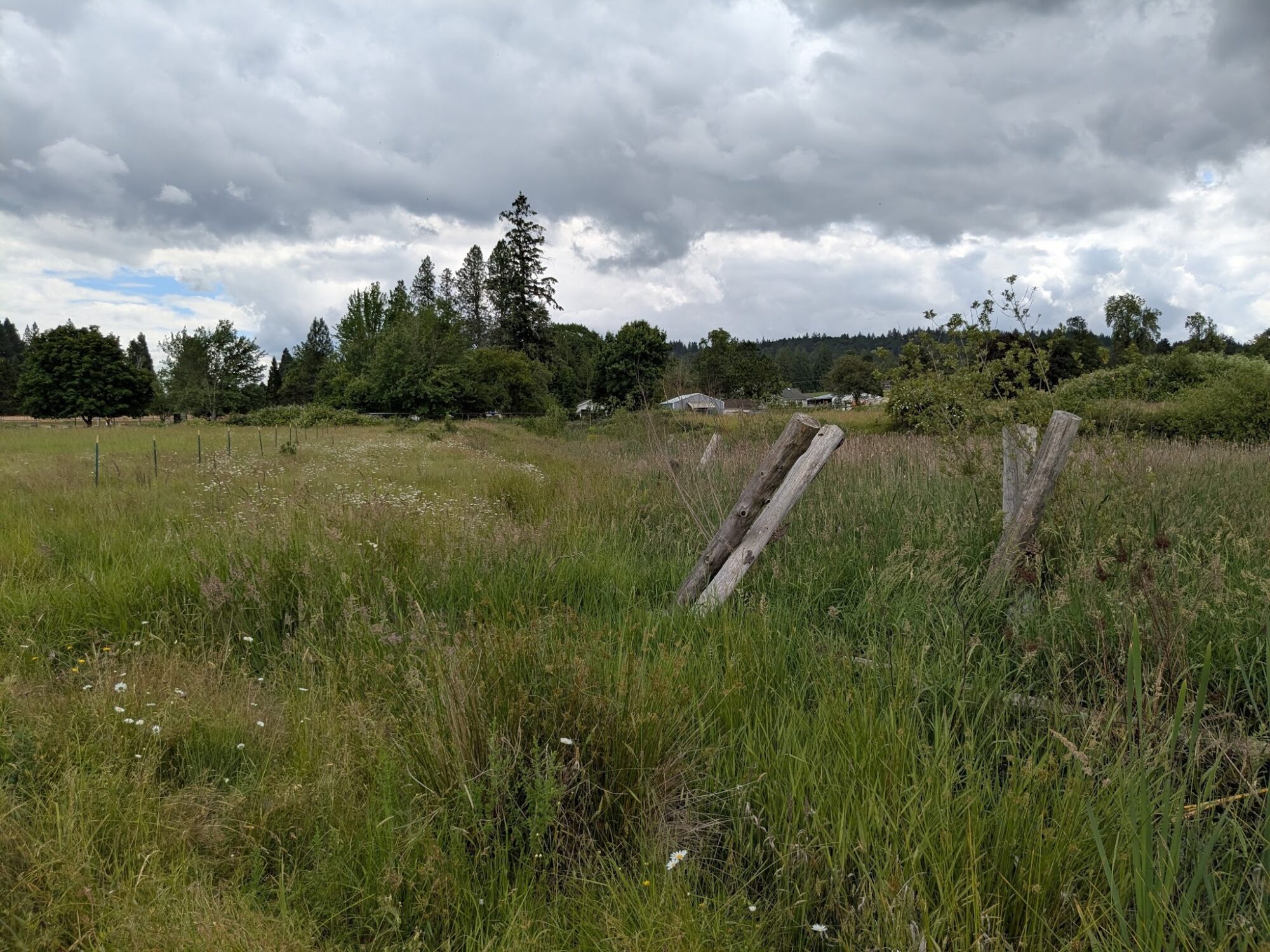 The former footprint of the impoundment, now dominated by native plants.