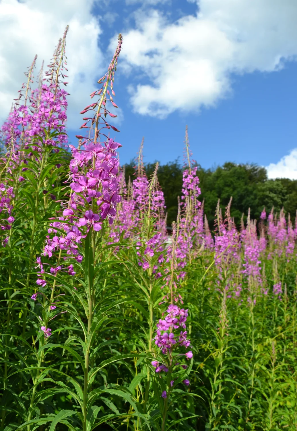 A patch of fireweed blooming in a field