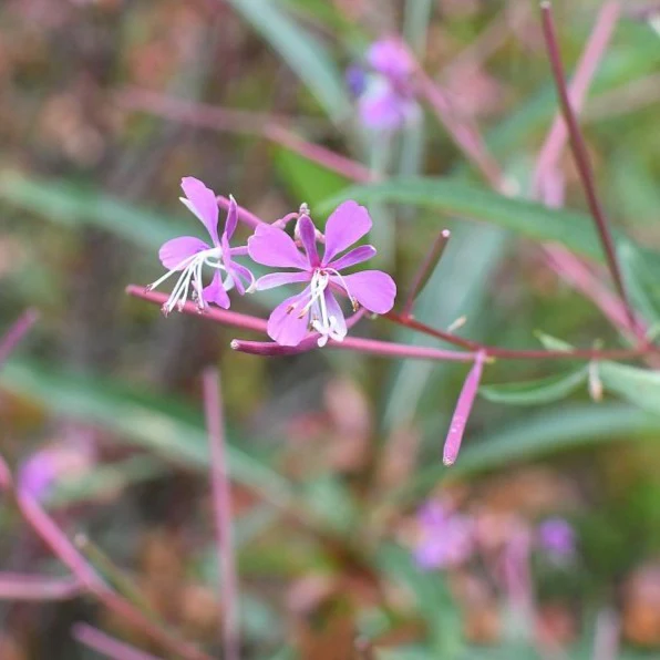 Close-up photo of fireweed flowers and nascent seed pods.