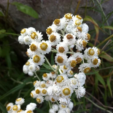 Close up of pearly everlasting flower cluster