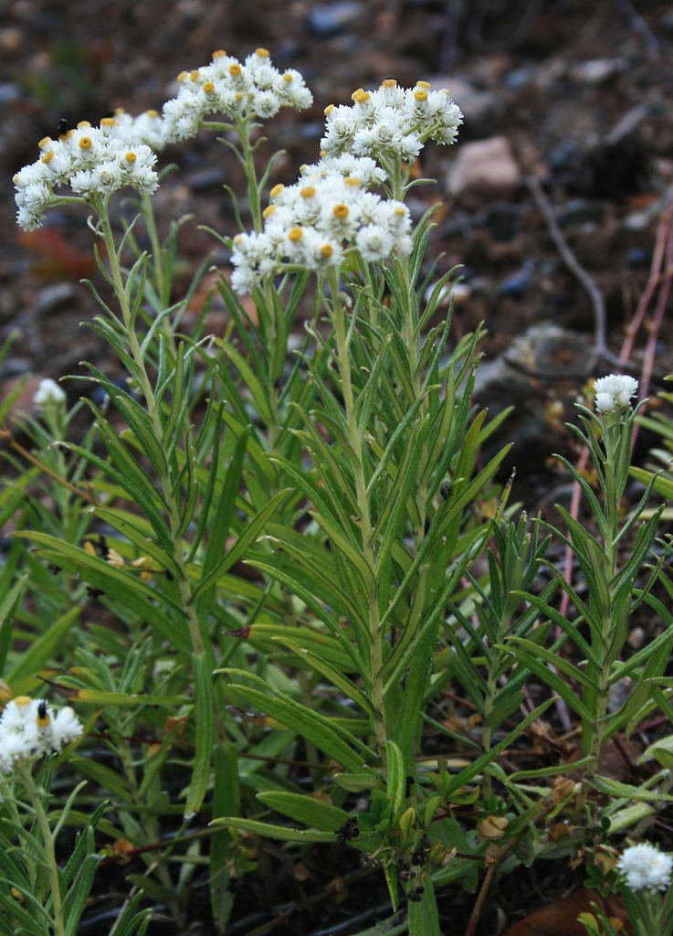 Anaphalis_margaritac_eniMRjnDAkZZ Pearly everlasting growing on a rocky slope