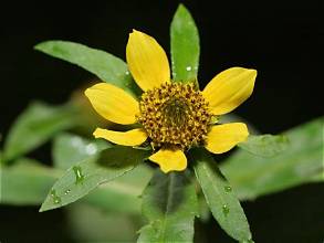Beggar's tick flower close-up.